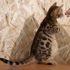 Image pour l'annonce chatons bengal à vendre