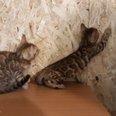 Image pour l'annonce chatons bengal à vendre