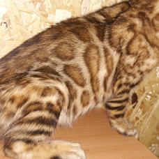 Image pour l'annonce chatons bengal à vendre