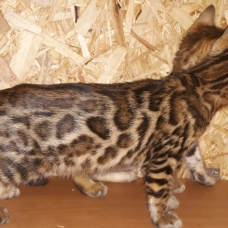 Image pour l'annonce chatons bengal à vendre