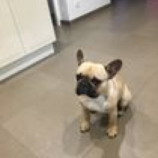 Image pour l'annonce Donne bouledogue français