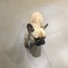 Image pour l'annonce Donne bouledogue français