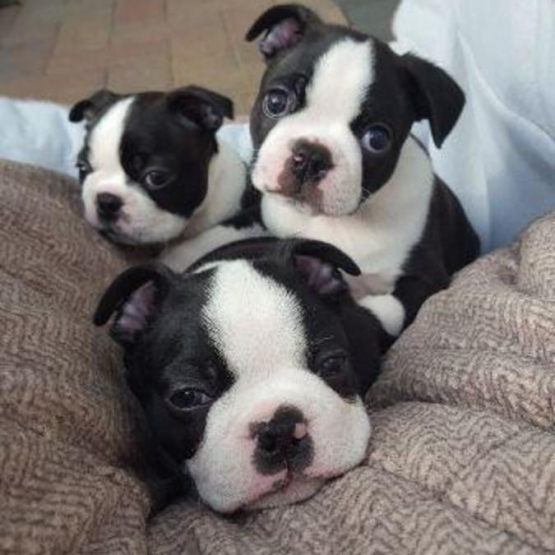 Image pour l'annonce Disponible dès maintenant femelles et males boston terrier