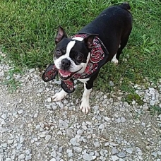 Image pour l'annonce Disponible dès maintenant femelles et males boston terrier