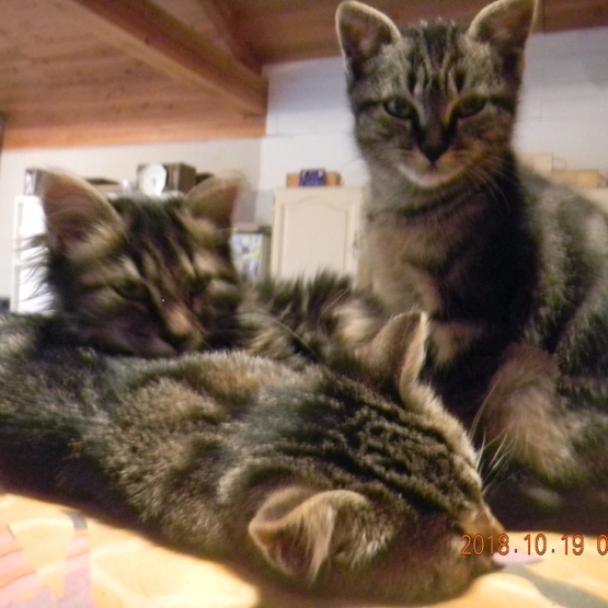 Image pour l'annonce Donne adorables chatons type europeen tigré ou noir (poils longs)