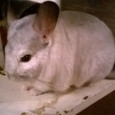 Image pour l'annonce donne jeune femelle chinchilla beige