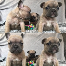 Image pour l'annonce Très beau chiots Bouledogue français