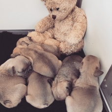 Image pour l'annonce Très beau chiots Bouledogue français