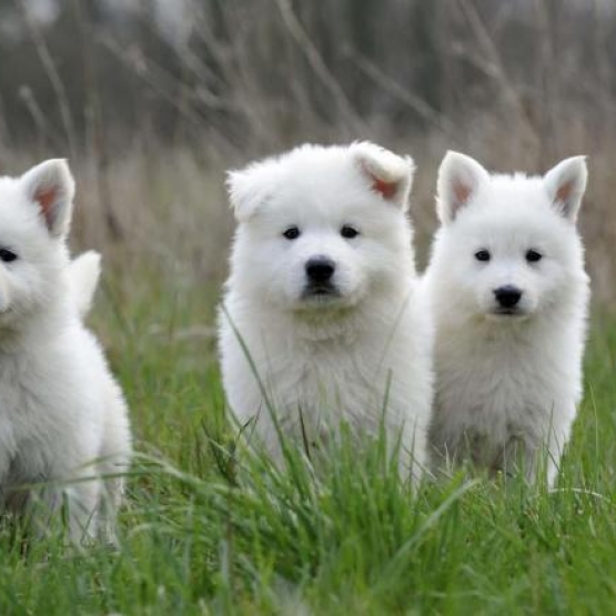 Image pour l'annonce Chiots berger suisse blanc