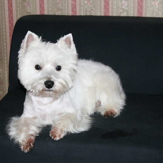 Image pour l'annonce Saillie Westie