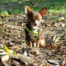Image pour l'annonce Étalon Chihuahua testé pour saillie