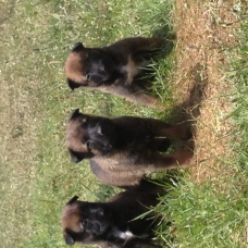 Image pour l'annonce Chiots Bergers BELGE malinois à vendre