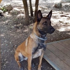 Image pour l'annonce Chiots Bergers BELGE malinois à vendre
