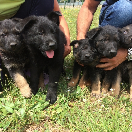 Image pour l'annonce Chiots Bergers Allemand à vendre