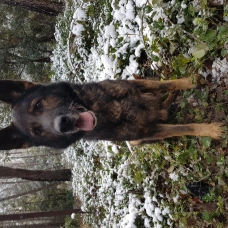 Image pour l'annonce Chiots Bergers Allemand à vendre