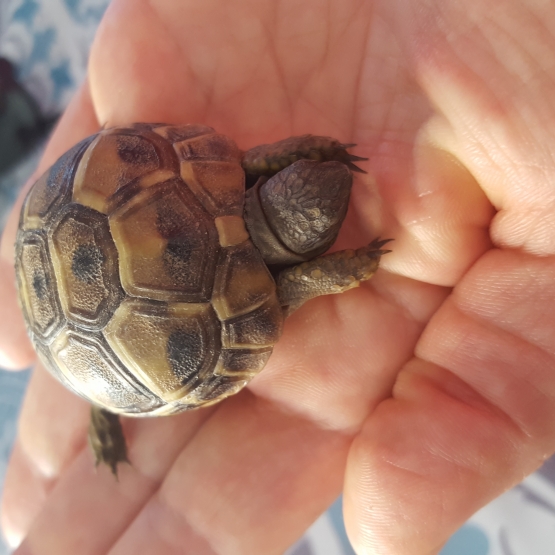 Image pour l'annonce Tortues Hermann