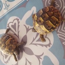 Image pour l'annonce Tortues Hermann