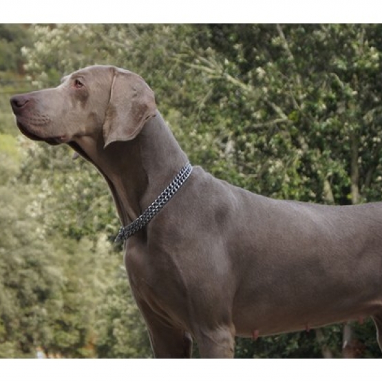 Image pour l'annonce Chiots Braque de Weimar Disponibles et à Réserver