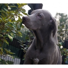 Image pour l'annonce Chiots Braque de Weimar Disponibles et à Réserver