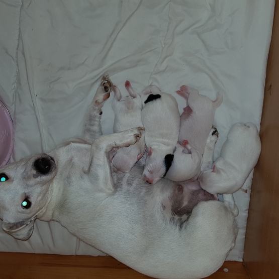Image pour l'annonce Chiots Jack russel