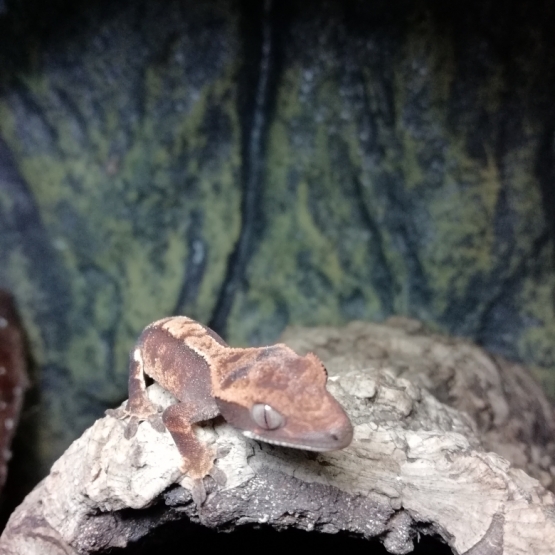 Image pour l'annonce Gecko à crête