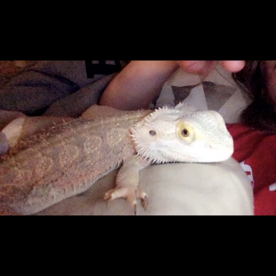 Image pour l'annonce Vends Pogona mâle