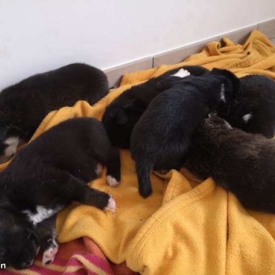 Image pour l'annonce Husky sibérien croisée Border Collie