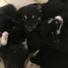 Image pour l'annonce Husky sibérien croisée Border Collie