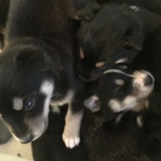 Image pour l'annonce Husky sibérien croisée Border Collie