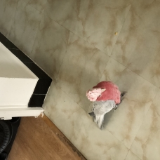Image pour l'annonce Perroquet cacatoès rosalbin 1 000 €