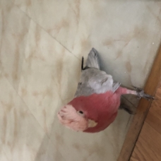 Image pour l'annonce Perroquet cacatoès rosalbin 1 000 €