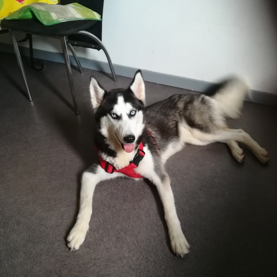Image pour l'annonce Husky