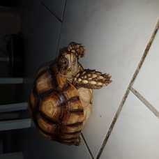 Image pour l'annonce Vends tortues de terre sulcuta