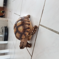 Image pour l'annonce Vends tortues de terre sulcuta