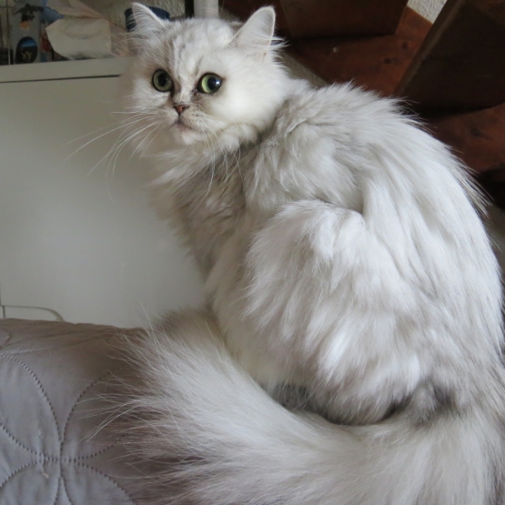 Image pour l'annonce Femelle persan silver Loof