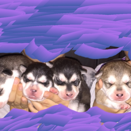 Image pour l'annonce Chiot type husky