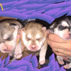 Image pour l'annonce Chiot type husky
