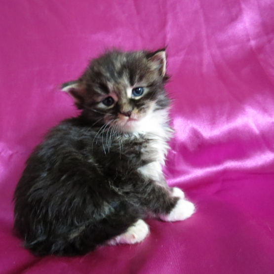 Image pour l'annonce Adorables Chatons Maine coon