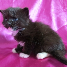 Image pour l'annonce Adorables Chatons Maine coon