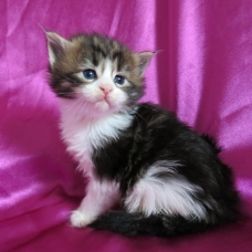 Image pour l'annonce Adorables Chatons Maine coon