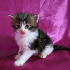 Image pour l'annonce Adorables Chatons Maine coon