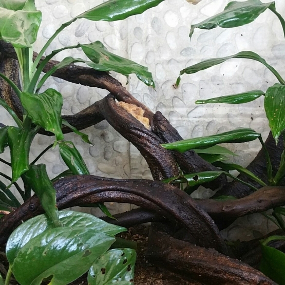 Image pour l'annonce Vends Gecko femelle adulte