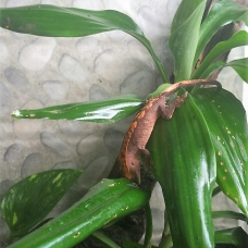 Image pour l'annonce Vends Gecko femelle adulte