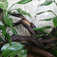 Image pour l'annonce Vends Gecko femelle adulte