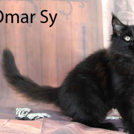 Image pour l'annonce chaton maine coon LOOF, noir