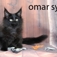 Image pour l'annonce chaton maine coon LOOF, noir