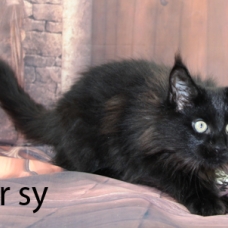 Image pour l'annonce chaton maine coon LOOF, noir