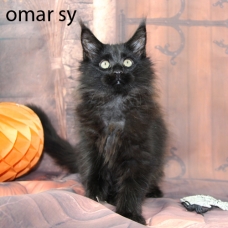 Image pour l'annonce chaton maine coon LOOF, noir