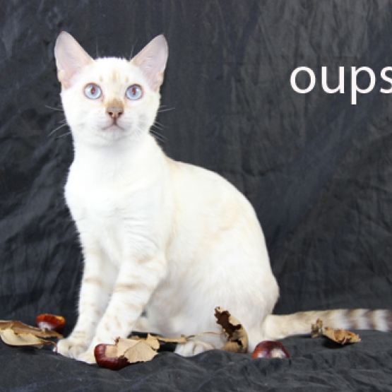 Image pour l'annonce femelles bengal LOOF, snow à rosettes, yeux bleus