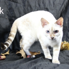 Image pour l'annonce femelles bengal LOOF, snow à rosettes, yeux bleus